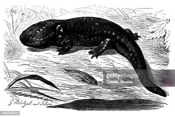 antique illustration of tiger salamander (ambystoma tigrinum) - ambystoma tigrinum stock illustrations