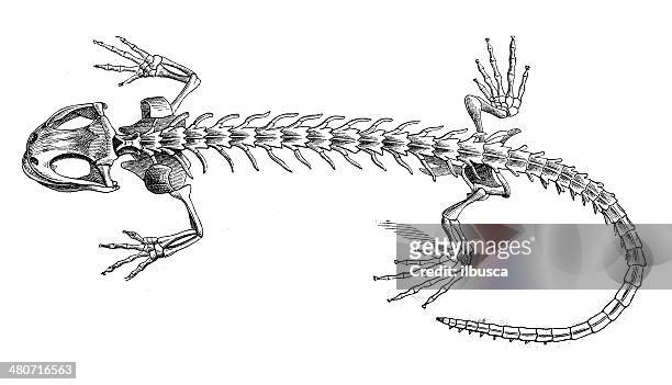vintage illustration-salamander skelett - lizard stock-grafiken, -clipart, -cartoons und -symbole