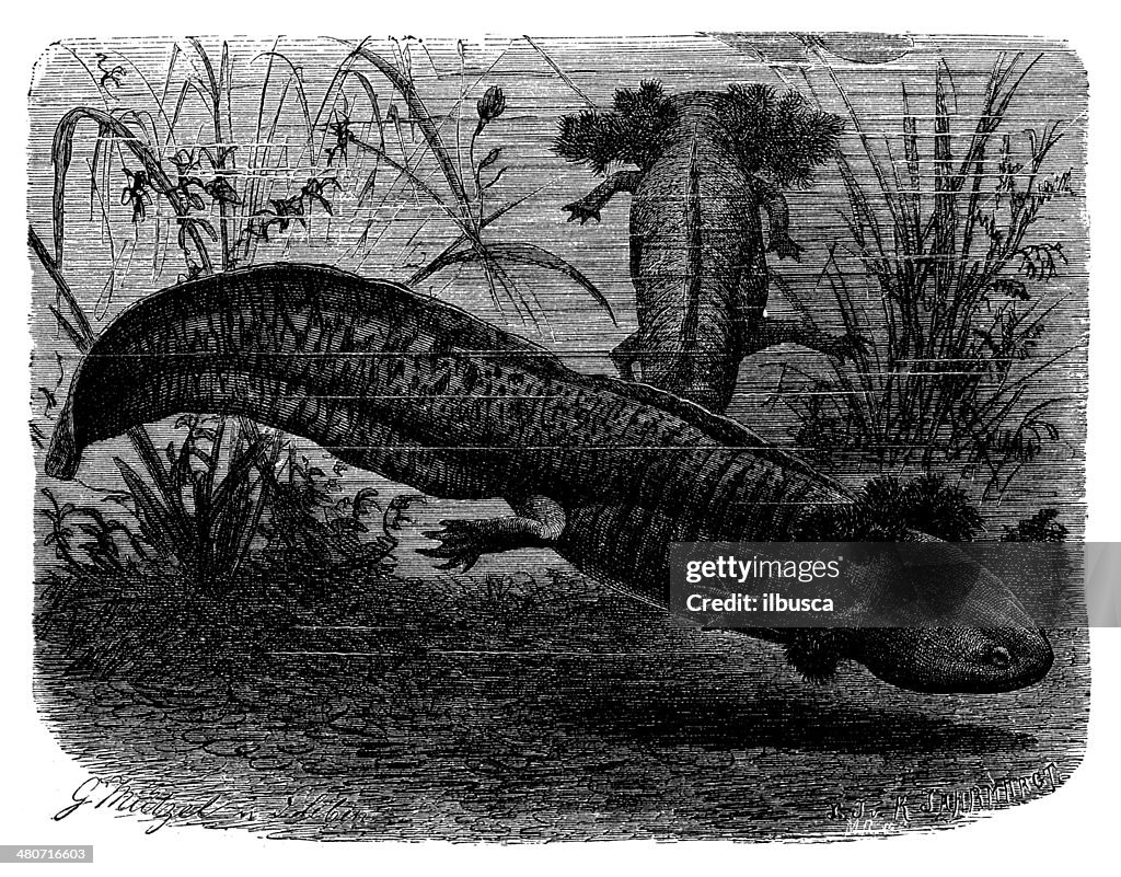Antique illustration of axolotl or Mexican salamander (Ambystoma mexicanum)