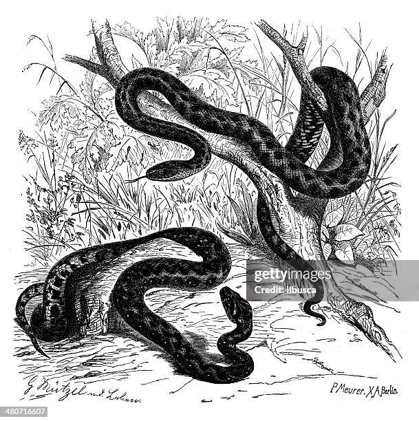 antique illustration of dice snake and viperine water snake - snake game stock illustrations