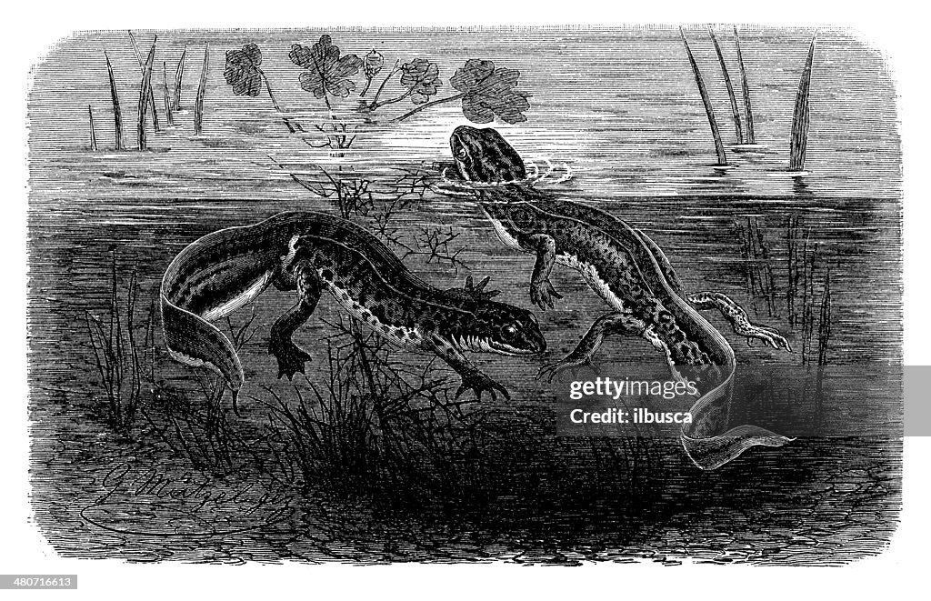Antique illustration of palmate newt (Lissotriton helveticus)