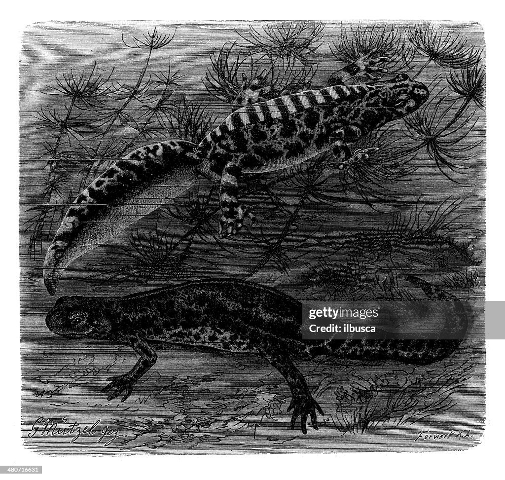 Antique illustration of marbled newt (Triturus marmoratus)