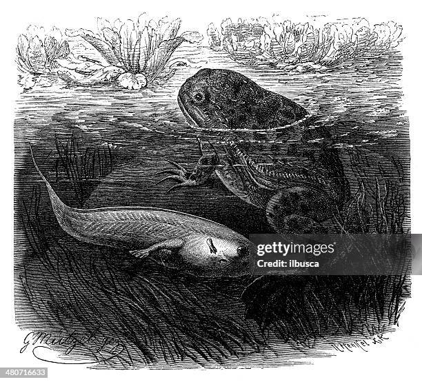 antique illustration of african clawed frog (xenopus laevis) - african clawed frog stock illustrations