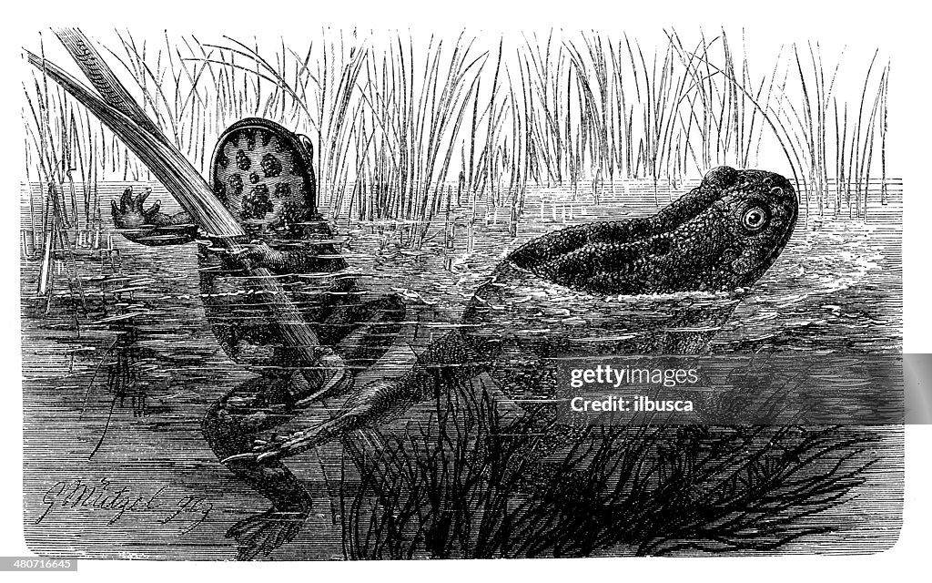 Antique illustration of Oriental fire-bellied toad (Bombina orientalis)