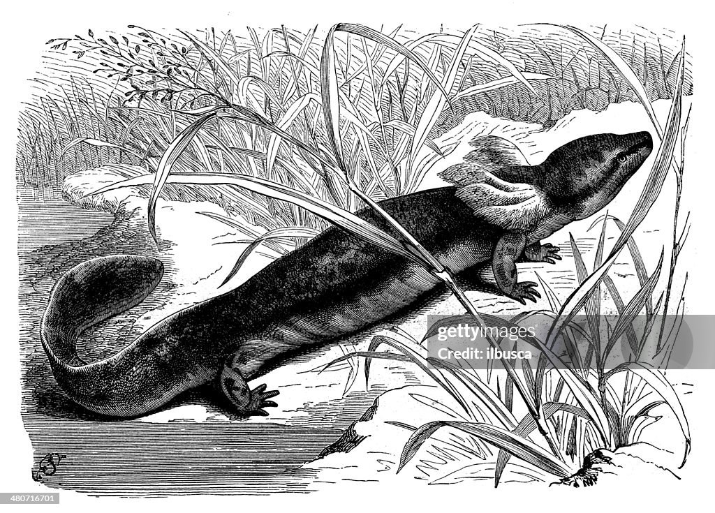 Antique illustration of common mudpuppy (Necturus maculosus)