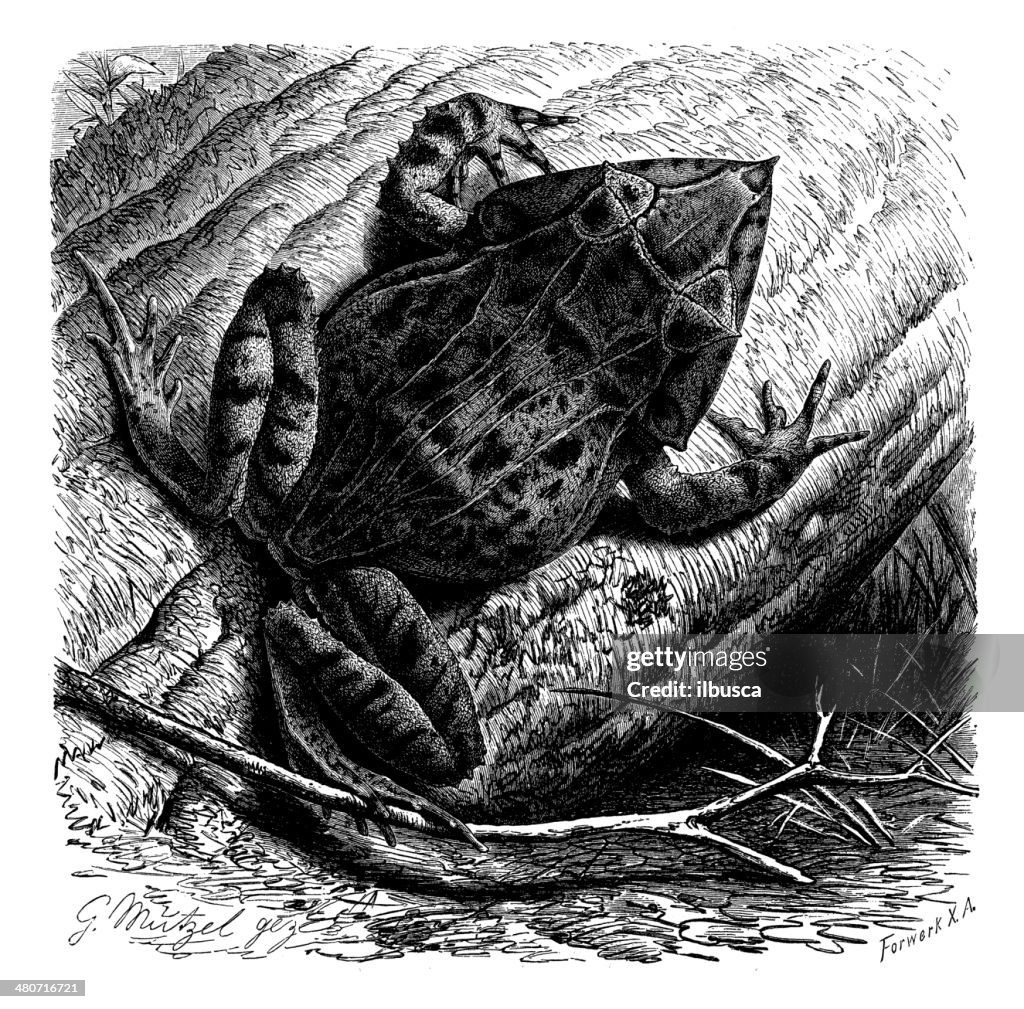 Antique illustration of triangle frog (Ceratobatrachus guentheri)