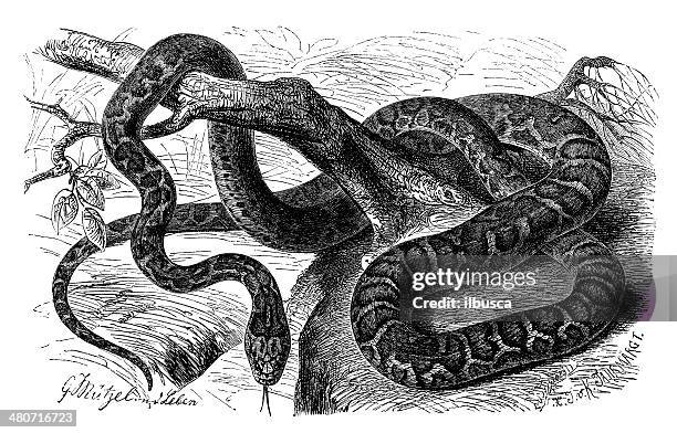 antique illustration of elaphe quatuorlineata (four-lined snake) - elaphe quatuorlineata stock illustrations
