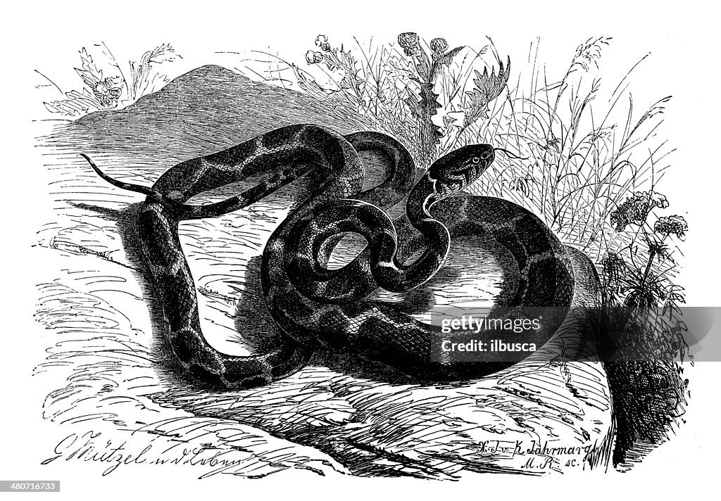Antique illustration of Lampropeltis getula (eastern kingsnake, common kingsnake)