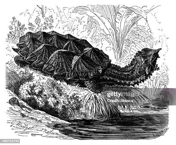 antique illustration of mata mata turtle (chelys fimbriata) - mata mata turtle stock illustrations