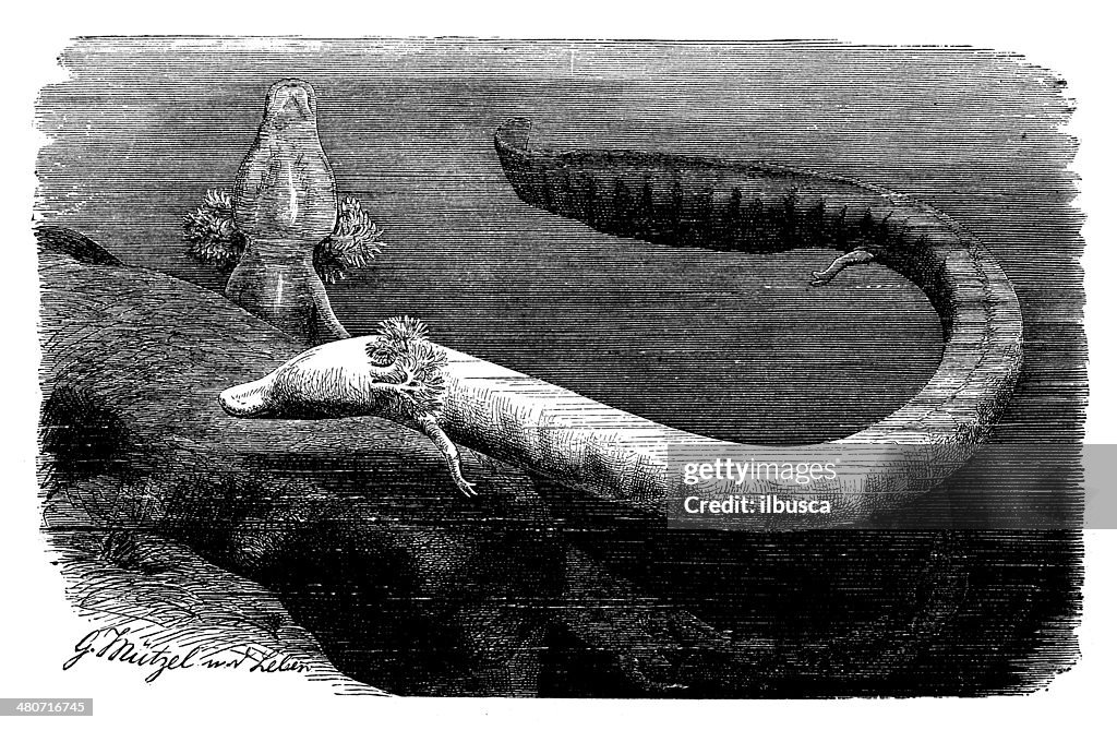 Antique illustration of olm (Proteus anguinus)