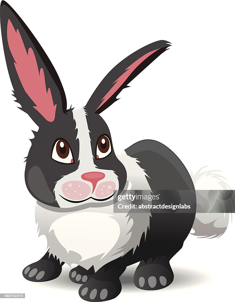 Rabbit