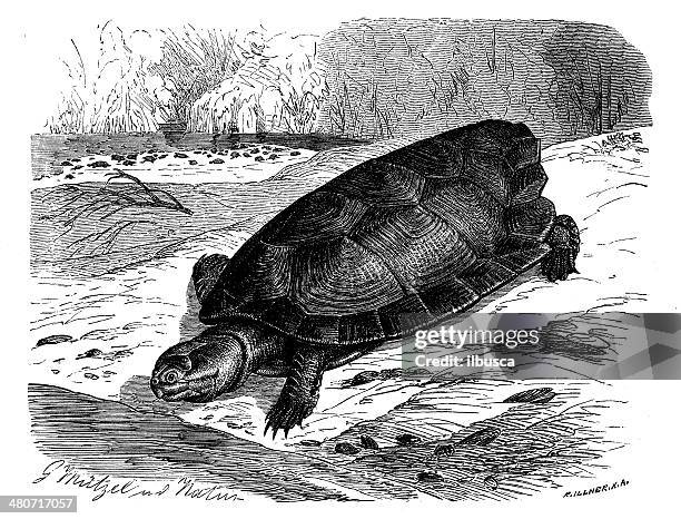 antique illustration of arrau river turtle (podocnemis expansa) - river turtle stock illustrations