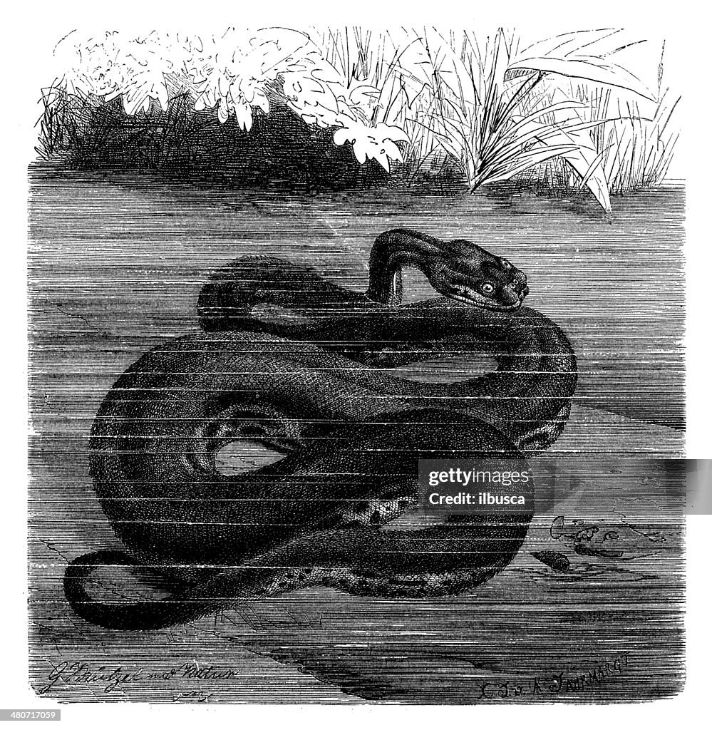 Antique illustration of Acrochordus arafurae