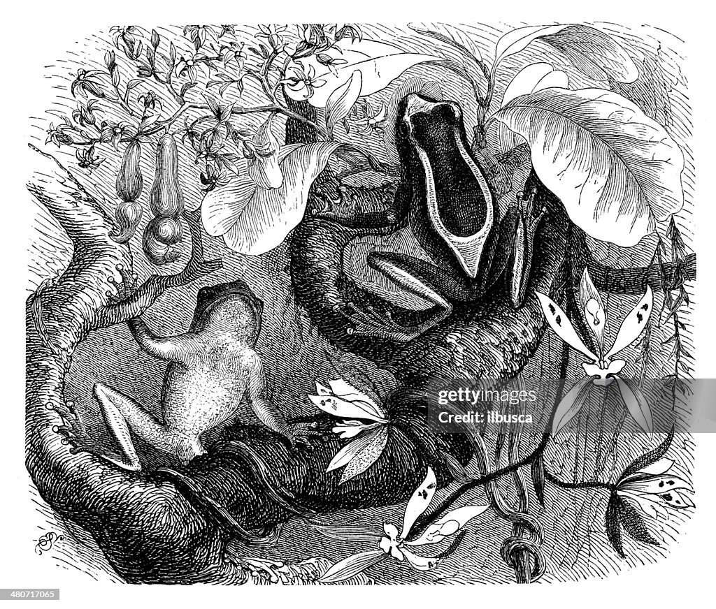 Antique illustration of white leaf frog (Dendropsophus leucophyllatus)