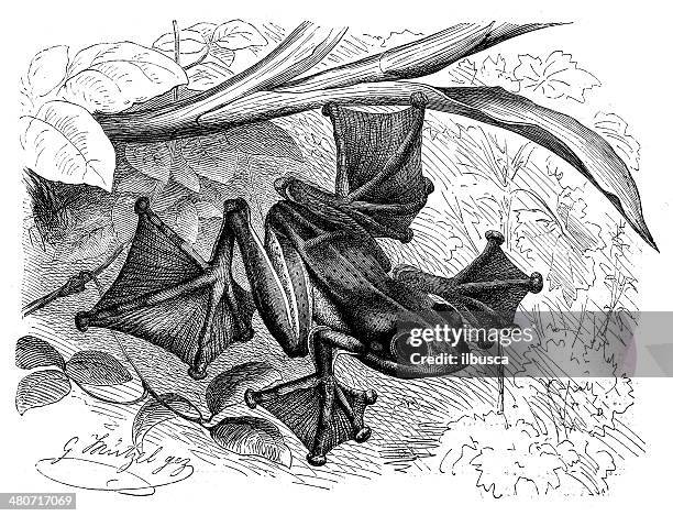 antique illustration of black-webbed tree frog (rhacophorus reinwardtii) - tree frog white background stock illustrations
