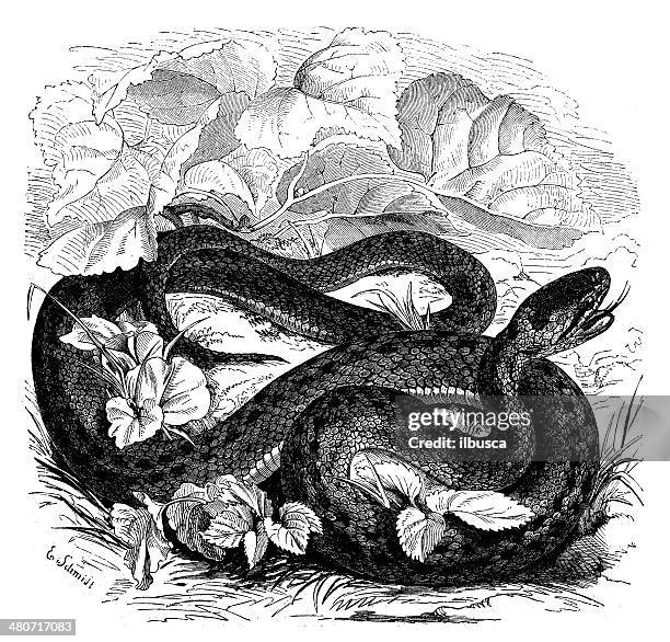 antique illustration of coronella austriaca (smooth snake) - coronella austriaca stock illustrations