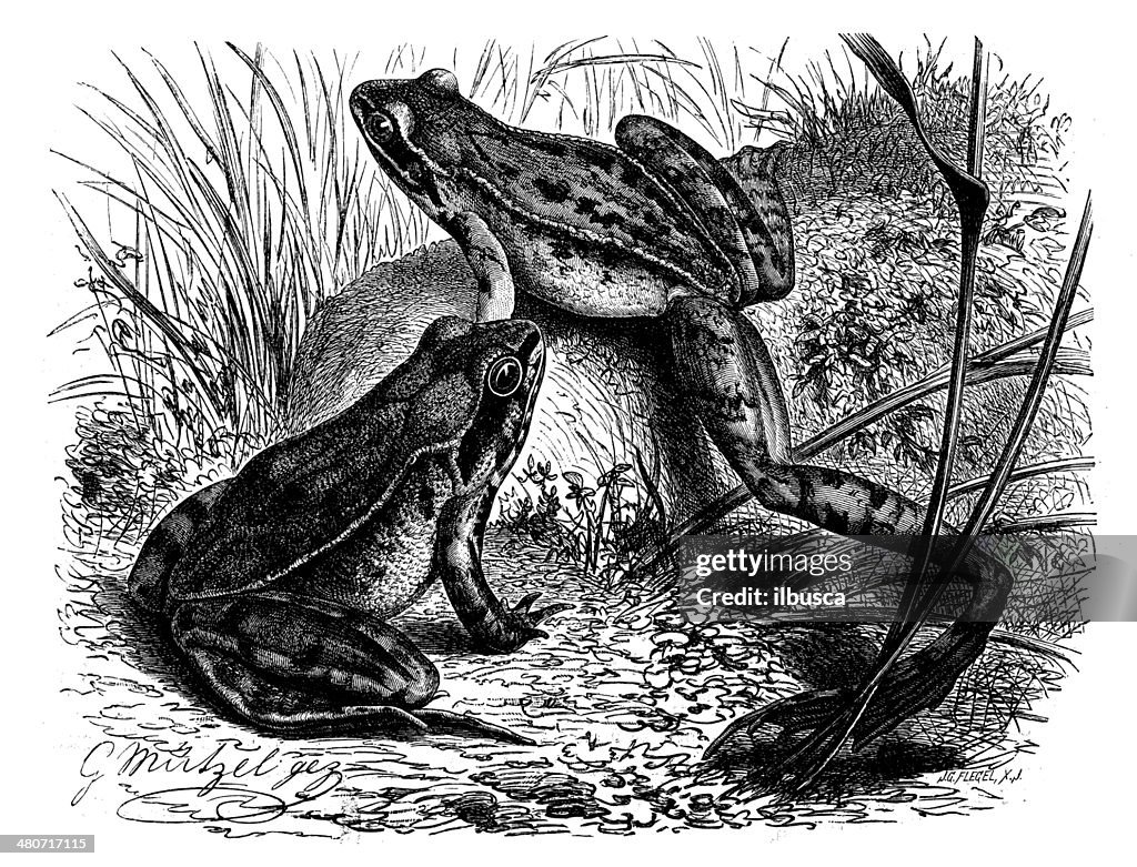 Antique illustration of agile frog (Rana dalmatina)