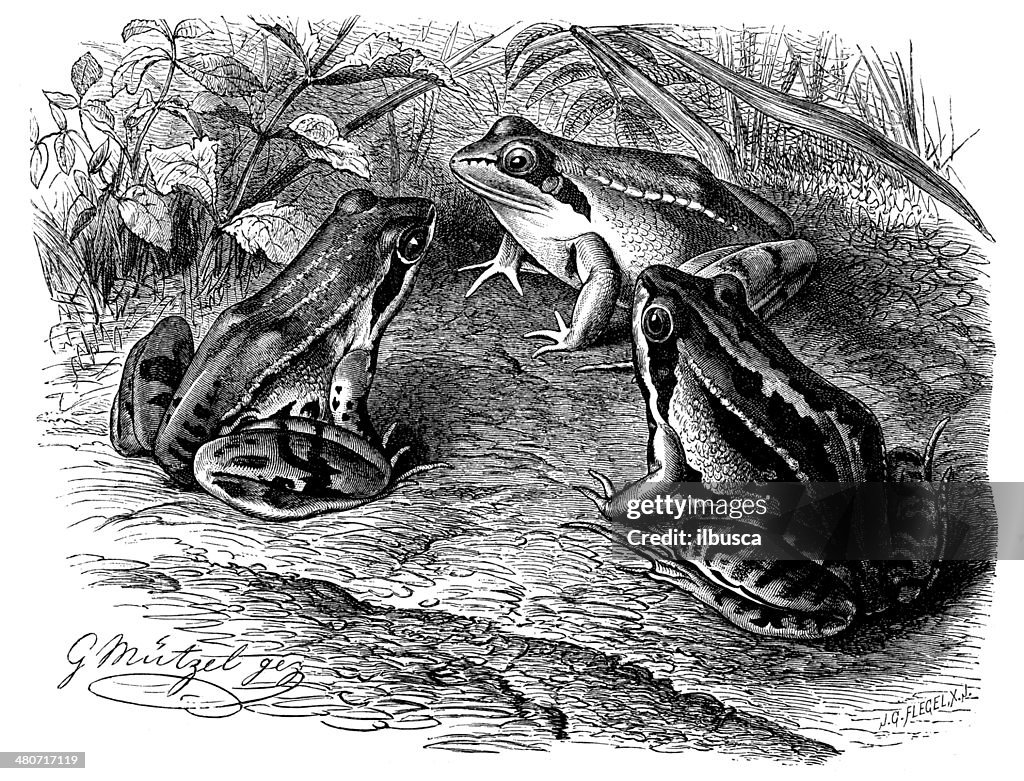 Antique illustration of moor frog (Rana arvalis)