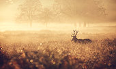 Red Deer Stag in the golden mist
