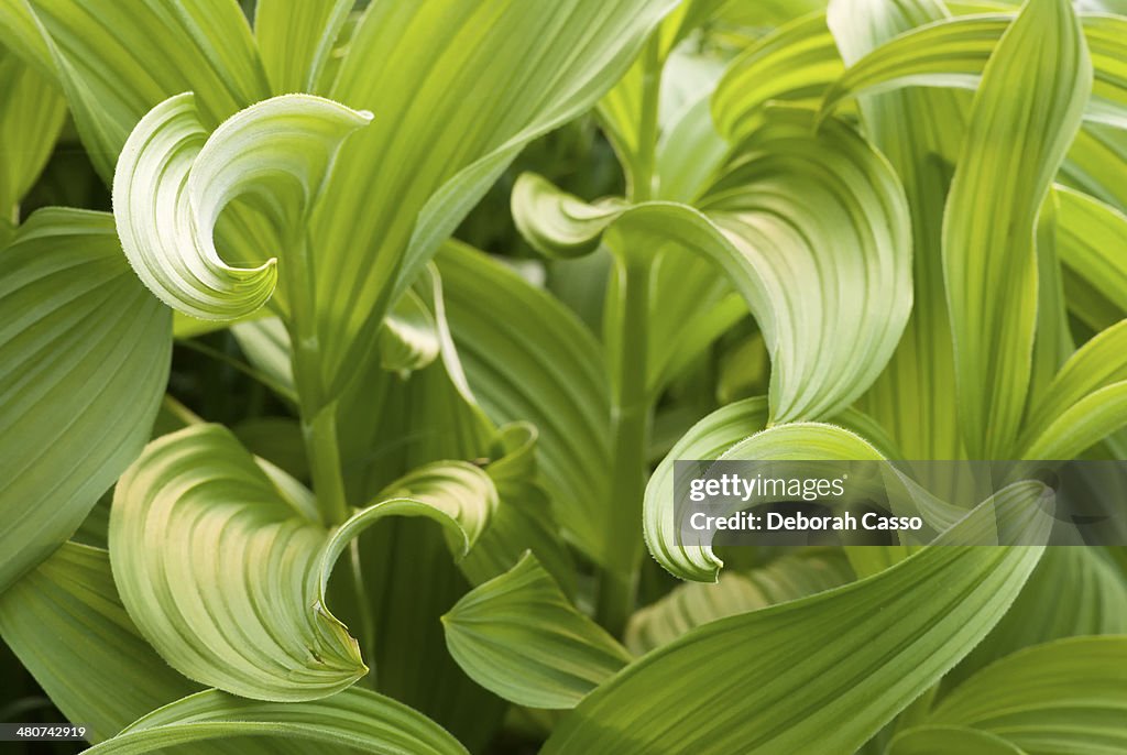 Wild lily leaves signal summer in the mountains.