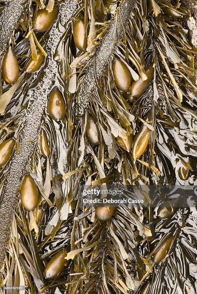 Close-up photo of seaweed strands.