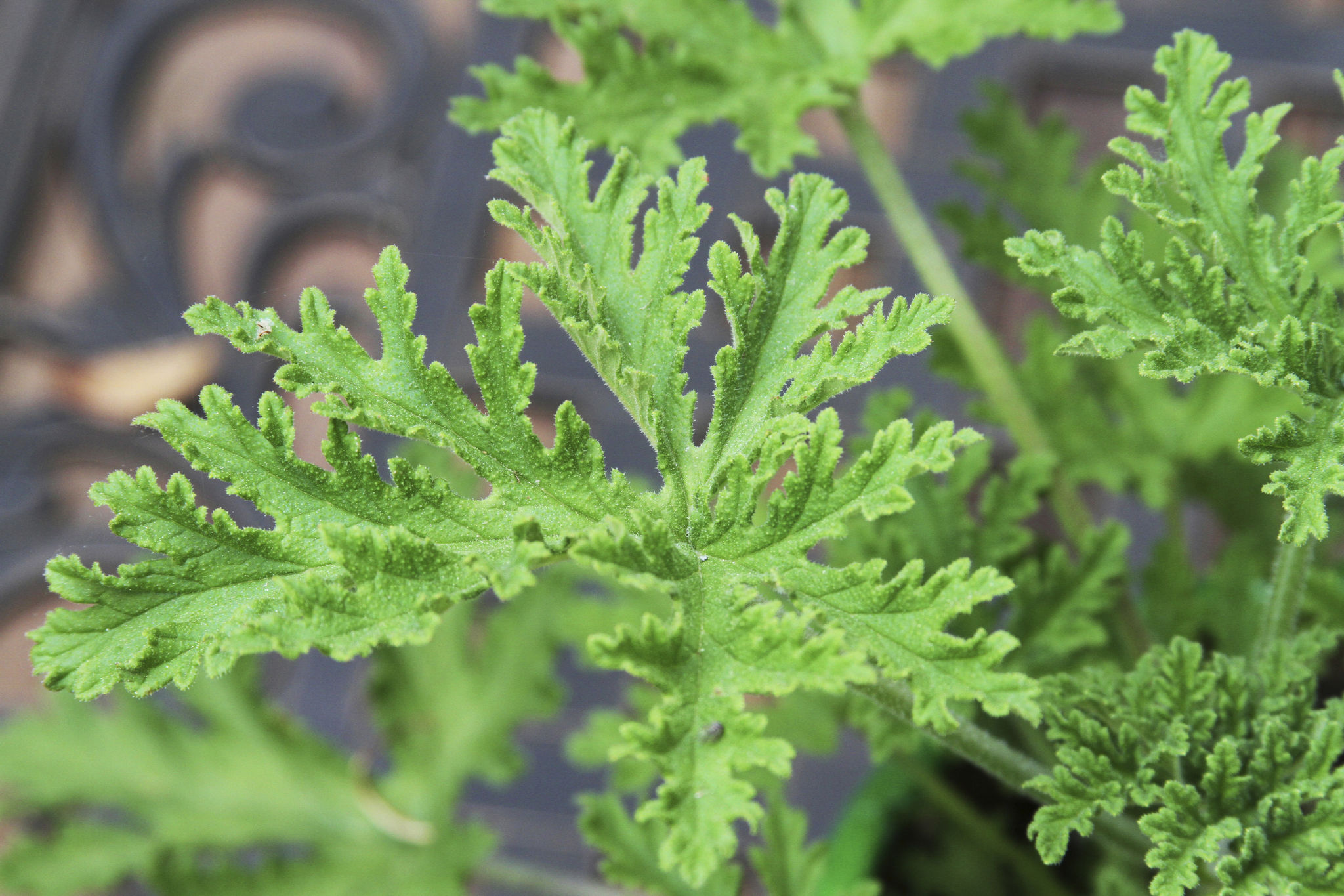 citronella plant