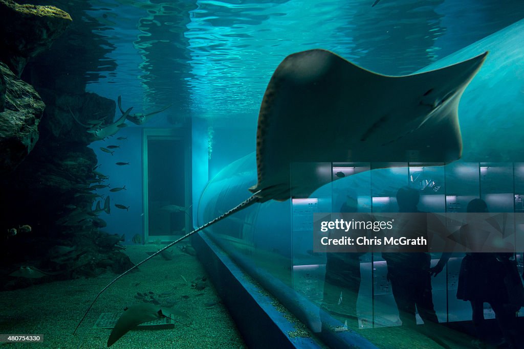 Neons And Jellyfish Attract Tokyoites To High-tech Aquarium