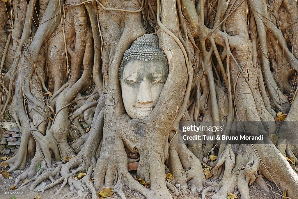 Thailand, Ayutthaya, Wat Mahatat