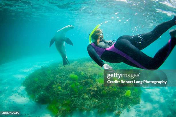 swimming with wild sealions, port lincoln - port lincoln stock pictures, royalty-free photos & images