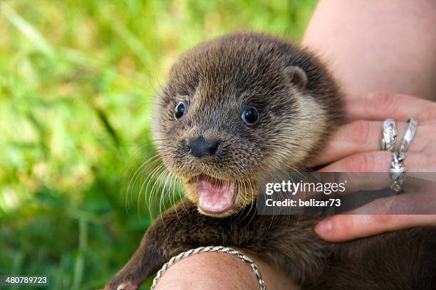 Orphaned otter baby
