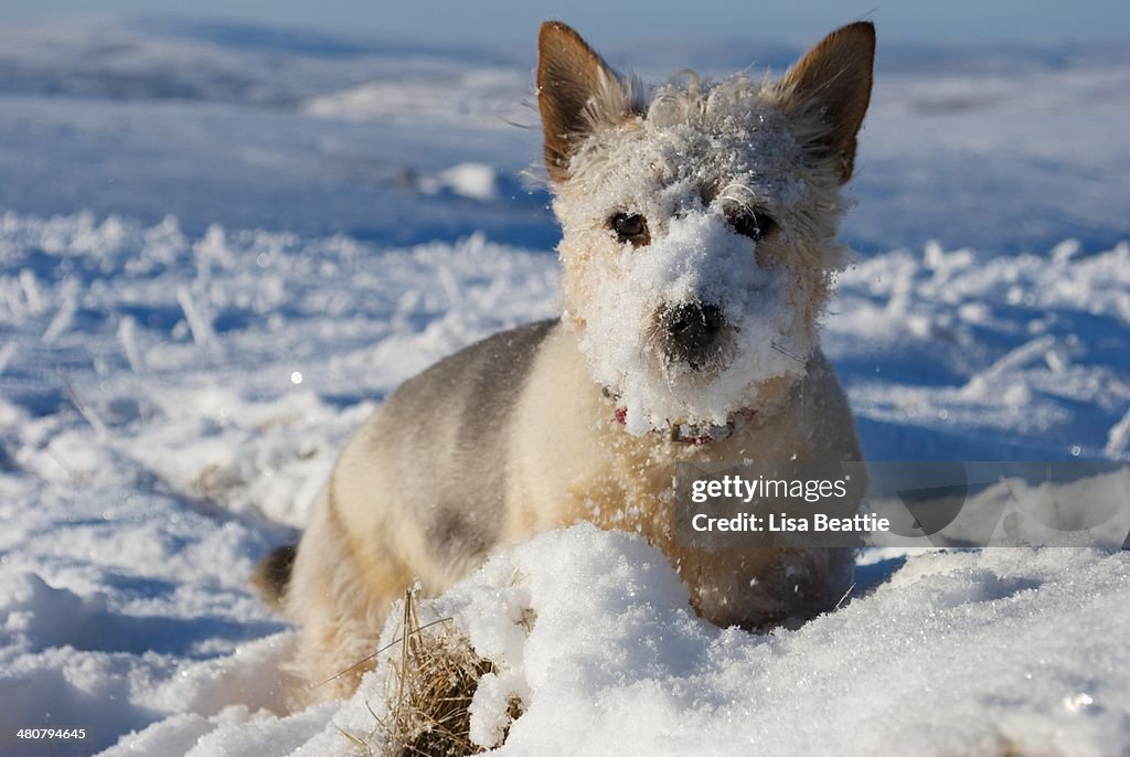 Snow Face