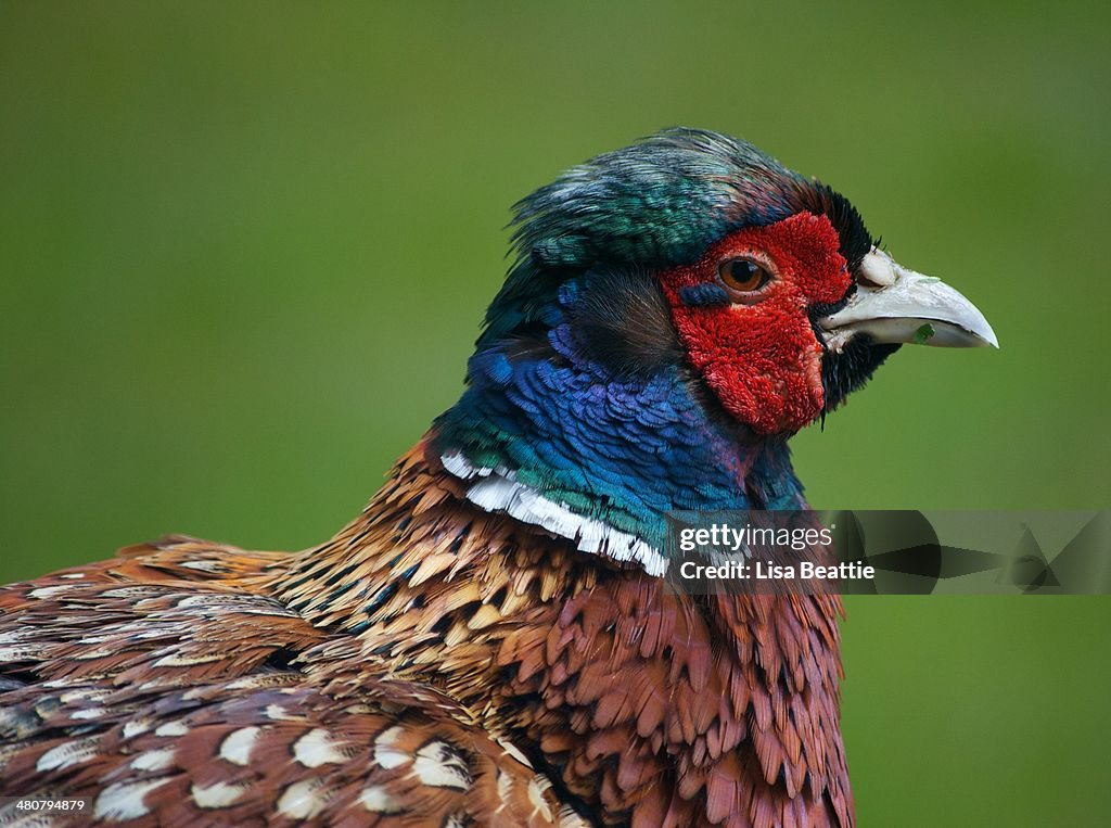 Pheasant Iridescence