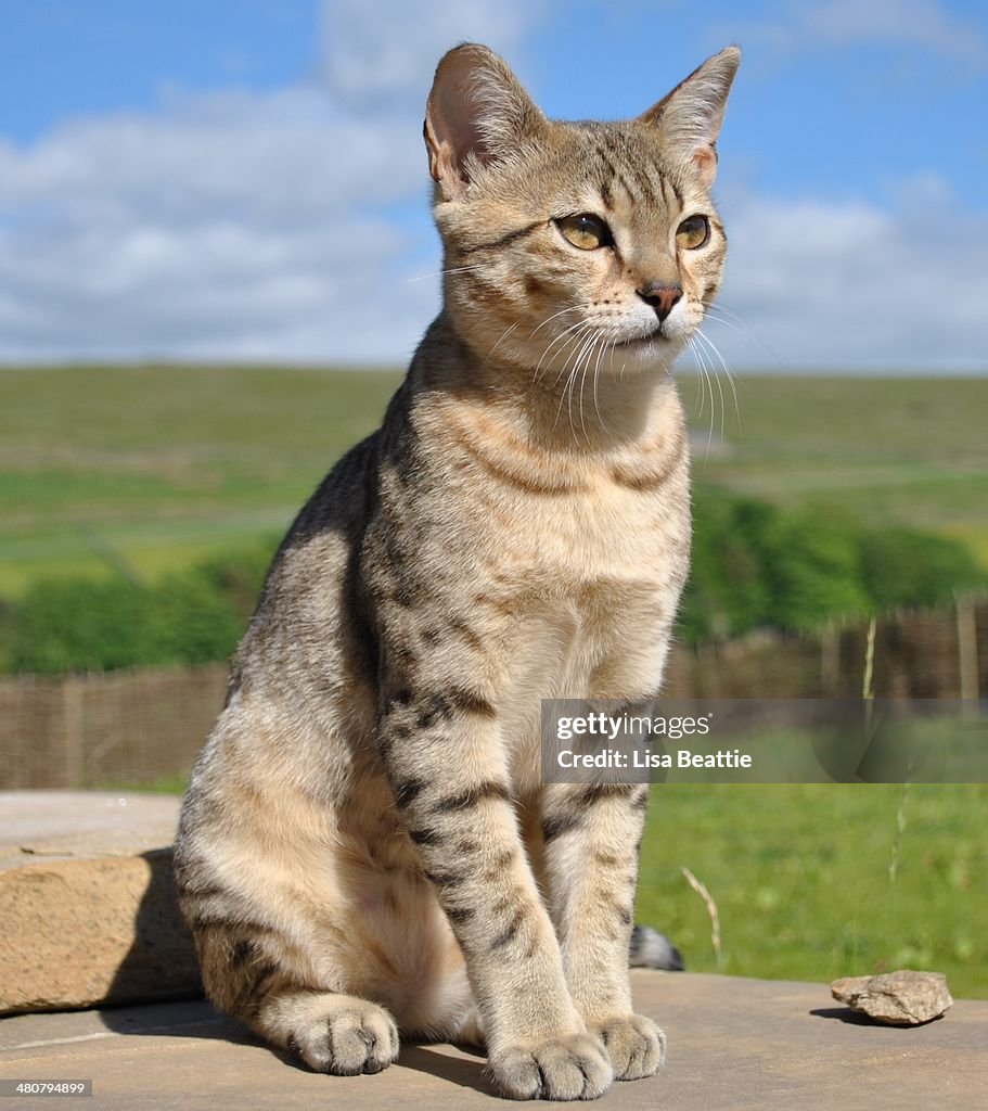 Bronze Egyptian Mau Kitten