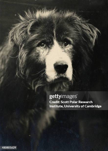 Owd Bob, one of the sledge dogs during the Imperial Trans-Antarctic Expedition, 1914-17, led by Ernest Shackleton.