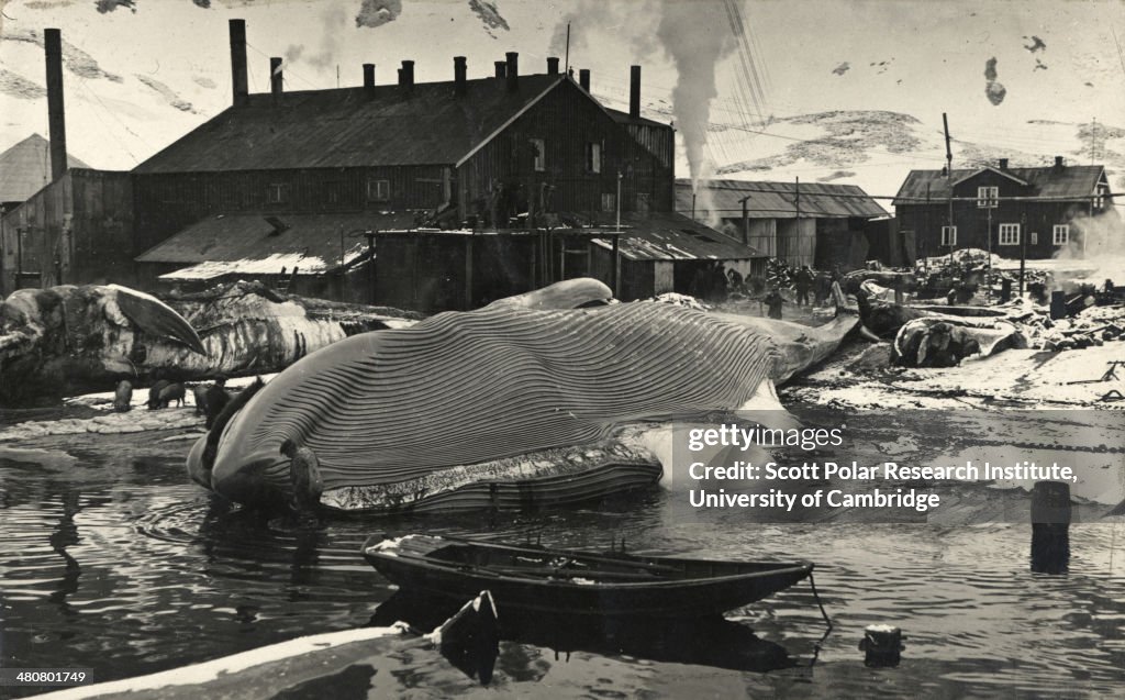 Flensing A whale on the flensing plan at Grytviken, South Georgia, taken ...