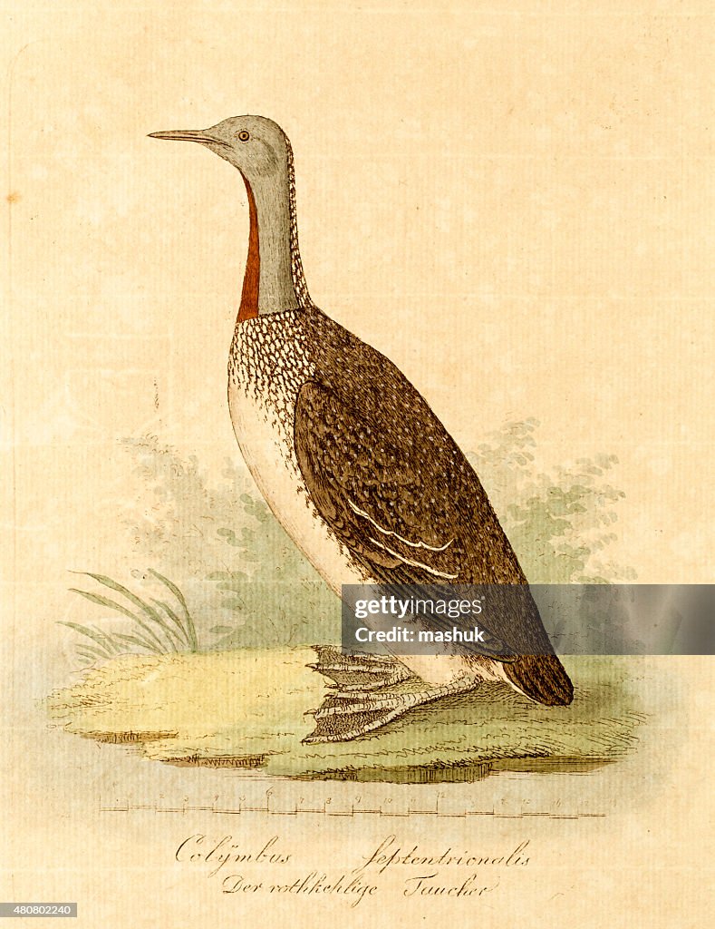 Antique engraving of a red throated loon
