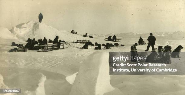 Meeting of the hounds out on the sea ice during the Imperial Trans-Antarctic Expedition, 1914-17, led by Ernest Shackleton.