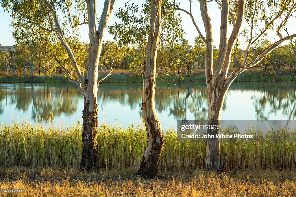 Three river gums