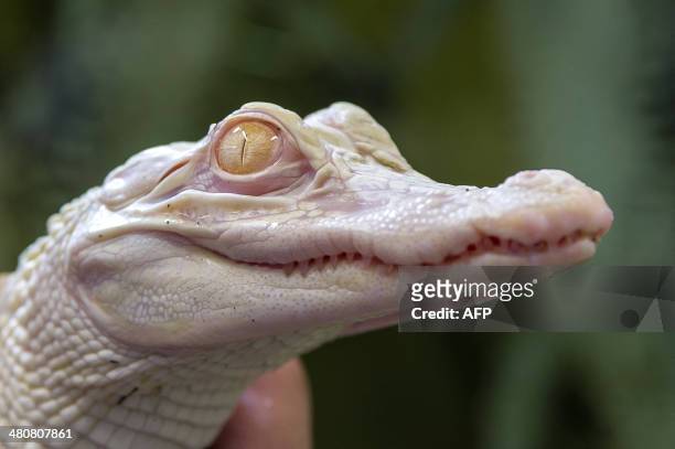 74 Albino Crocodile Stock Photos, High-Res Pictures, and Images