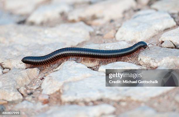 Centipede runs over stones on March 26, 2014 in Luanda, Angola.
