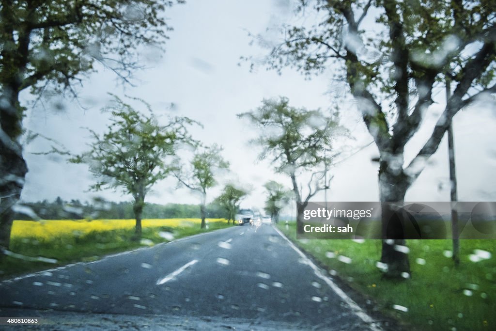 Trees along road in rain, Brandenburg, Germany