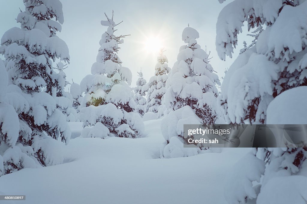 Snow covered trees, Kitzbuehel, Tyrol, Austria