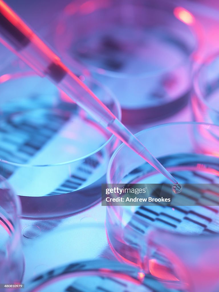 Pipetting sample into tray for DNA testing