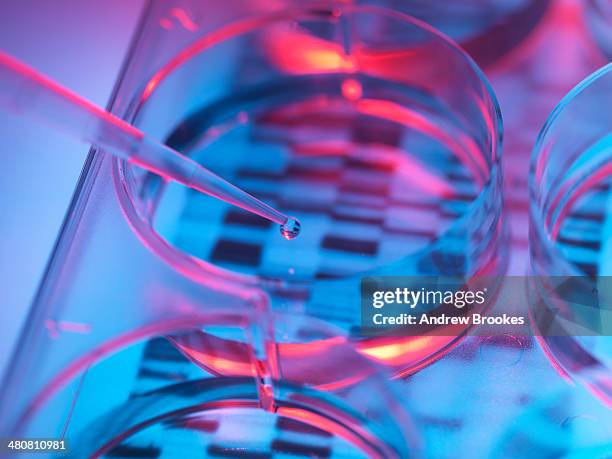 pipetting sample into tray for dna testing - campione scientifico foto e immagini stock
