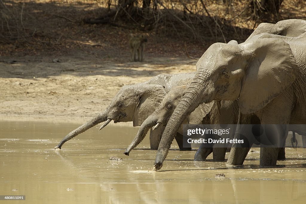 Elephants at waterhole, Zimbabwe, Africa