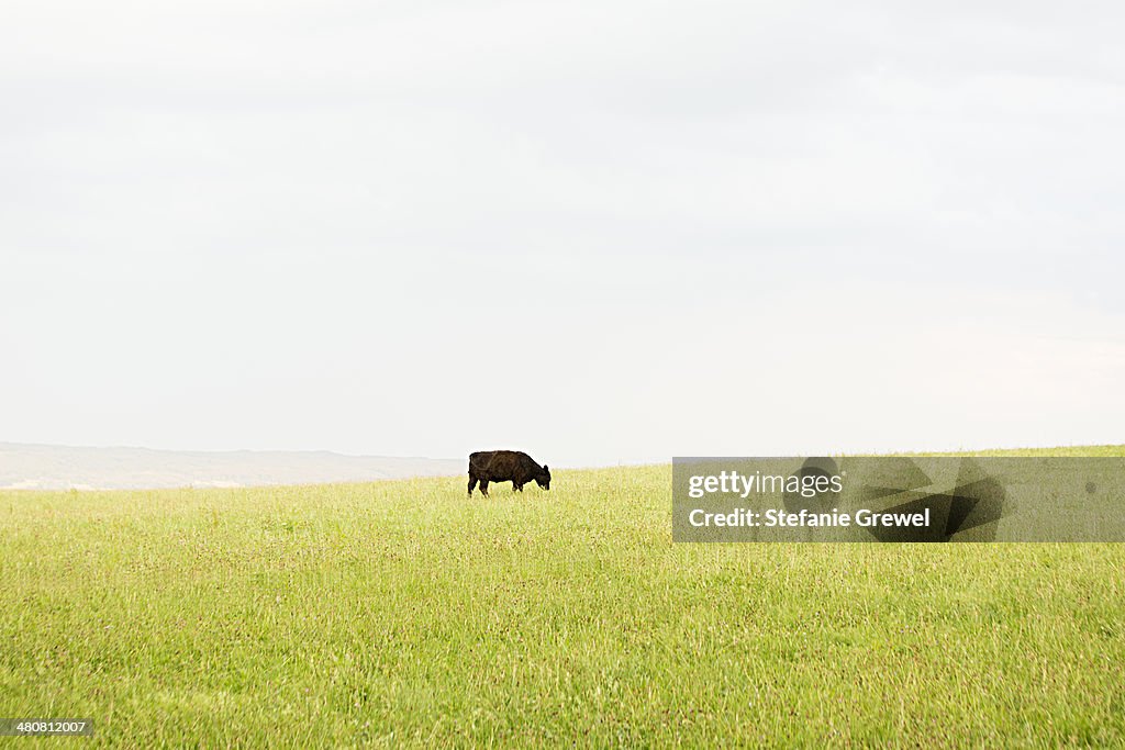 Black cow grazing alone in grassy meadow