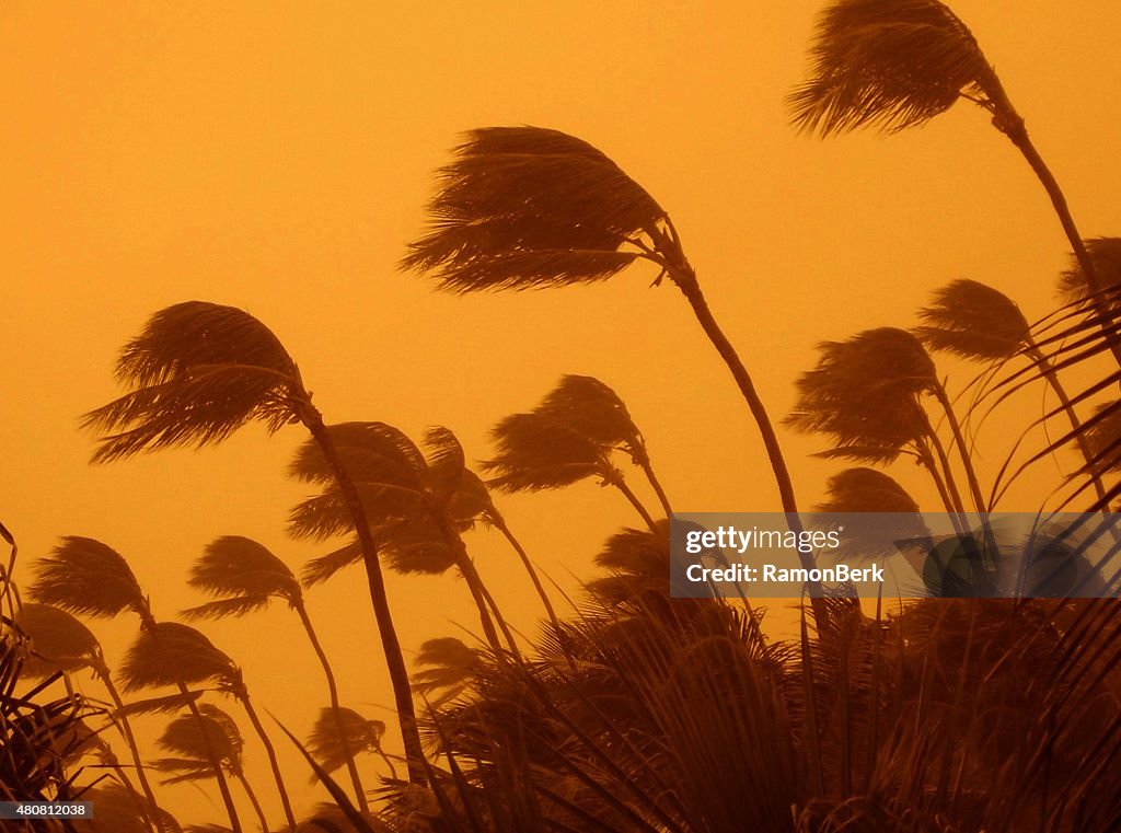 Tempête tropicale