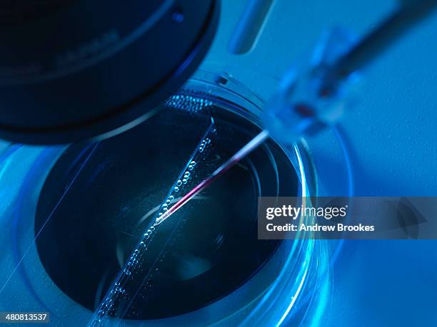 nuclear transfer, stem cells made from the cell nucleus - human egg cell stock pictures, royalty-free photos & images