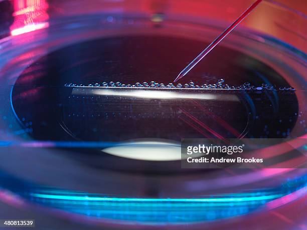 nuclear transfer, stem cells made from the cell nucleus - stem cell research stockfoto's en -beelden
