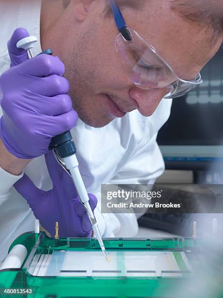 researcher loads a sample of dna into an agarose gel for separation by electrophoresis - abingdon foto e immagini stock